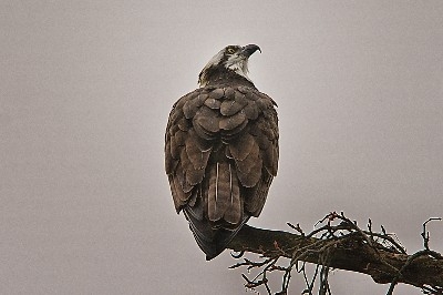 Osprey at Lake Logan - A rare find, for me at least