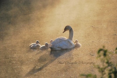 The Swans in a Morning Mist -   Our first Swan family, and it seemed the whole county was in a tizzy over them. On one of my many morning trips I caught this neat scene.