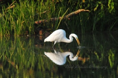 Egret At Lake Logan - These beautiful birds show up at Lake Logan every once in a while, and I felt fortunate to show up at the same time. It was early morning and the water was calm. I love reflections! 