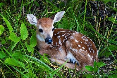 Baby, lost without mom - Rescued deer that already had lost its fear