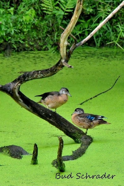 Baby Wood Ducks - Thank -you for the pose. Shot at Lake Logan of course